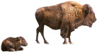 buffalo